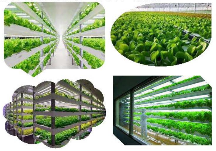 智能化植物工厂中的智能照明技术及其应用